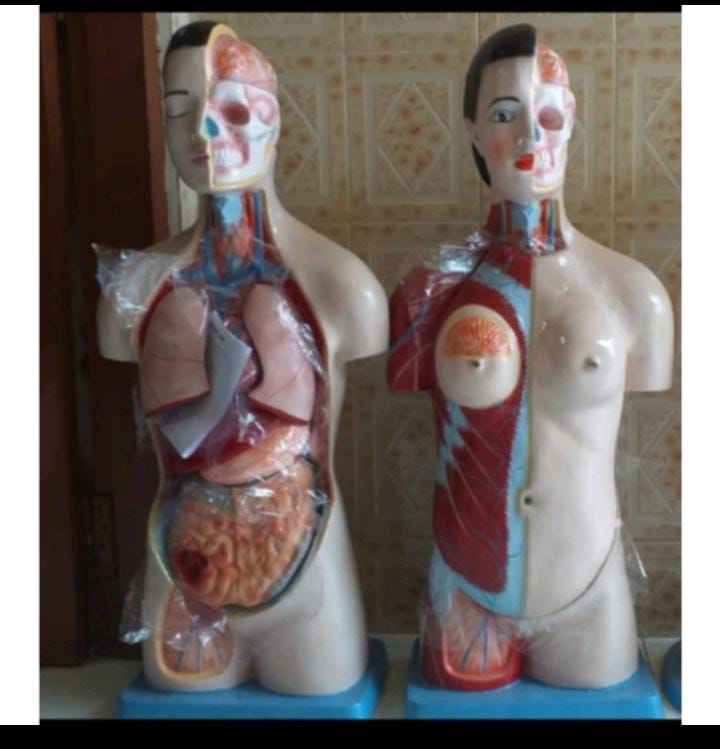 TORSO PRIA/WANITA